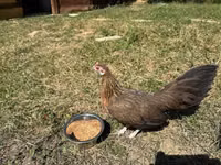 Danish hen — picha 7