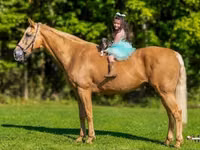 Farasi dume, Palomino — picha 3