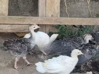 Turkeys — picha 2