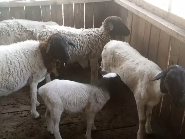 Kondoo (kikundi, jinsia haijatajwa), Dorper sheep