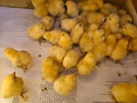Chickens — Foto 1