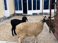 Ram, Sheep — photo 5