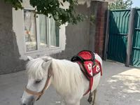 घोड़ा, North Swedish horse — फ़ोटो 6