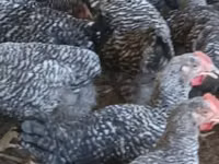 Chickens — foto 5