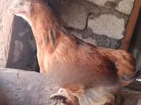 Brahma — picha 4
