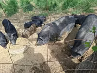 Boar — photo 6