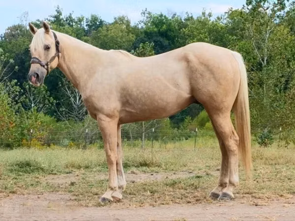 Farasi dume, Quarter Horse