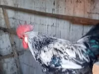 Chickens — foto 5