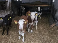 Cow, Cattle — photo 6