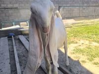Mbuzi dume, Gulabi goats — picha 4