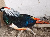 Chickens — फ़ोटो 3