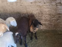 Kondoo jike, Tian-Shan semifinewool sheep — picha 2