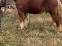 Hengst, Suffolk Punch — Foto 4