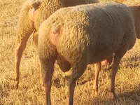 كبش, Rouge de l’Ouest sheep — الصورة 3