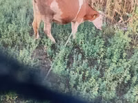بقرة, Simmental cattle — الصورة 1