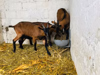 Goat, Italian Alpine goat — photo 3