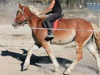 Hengst, Gypsy horse — Foto 5