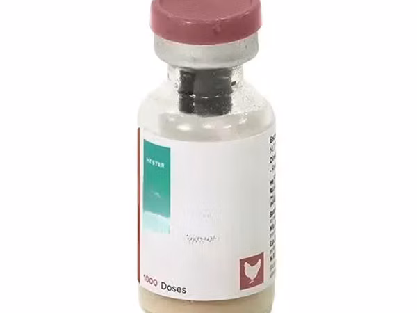 Gumboro Vaccine for Chickens | IBD Poultry Vaccine Kenya