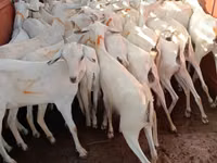 Cabras (lote, sexo no especificado), Somali goats — foto 2