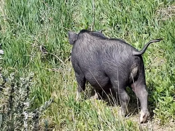 Boar, 