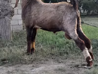 Mbuzi dume, Nubian Goat — picha 3