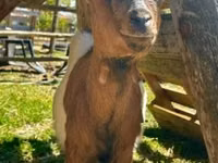 母山羊, Nigerian dwarf goats — 照片 3
