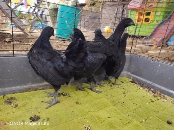 आयम सेमानी