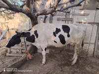 Kuh, Holstein-Rasse — Foto 3