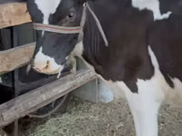 Cow, Holstein breed — photo 1