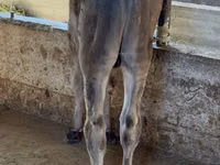 Bull, Alatau breed — photo 5