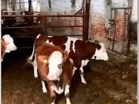 母牛, Simmental cattle — 照片 3