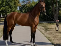 Farasi jike, Hanoverian — picha 2