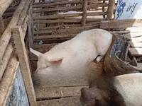 Pigs (batch, sex not specified) — photo 1