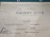 Кобыла, Орловский рысак — фото 3