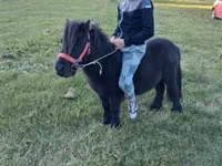 母马, Horses — 照片 5
