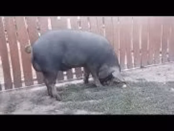 Boar, 