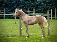 Yegua, Black Sea breed — foto 3