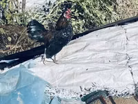 Chickens — photo 4