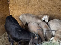 Sheep, Arashan sheep — photo 7