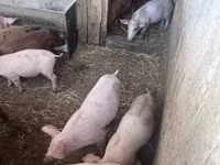 Pigs (batch, sex not specified) — photo 1