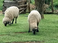 Schaf, Hampshire sheep — Foto 6