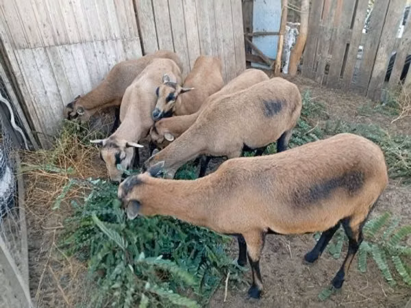 نعجة, Cameroon sheep