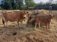 Cow, Jersey breed — photo 6