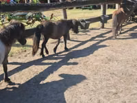 Farasi jike, Shetland Pony — picha 4