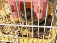 Hamster qefesi ve apilkasi ile bir yerde verirem 1 eded erkek 2 eded — 照片 3