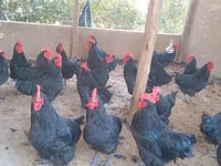 Australorp — Foto 1