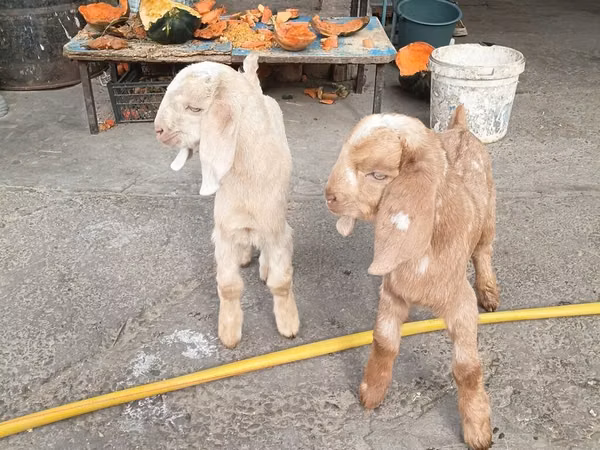 Mbuzi (kikundi, jinsia haijatajwa), Beetal goats