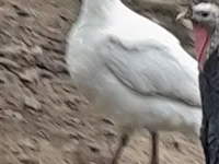 Broad Breasted Nyeupe — picha 6
