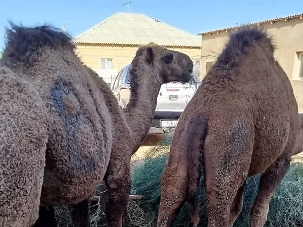 جمل, Kazakh Bactrian camel