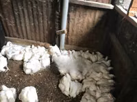 Shamo Hühner — Foto 1